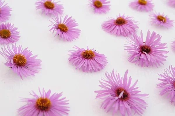 Beyaz arkaplanda pembe çiçekler