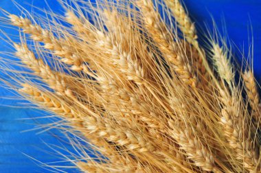 Masada olgun buğday kepeği