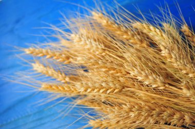 Masada olgun buğday kepeği