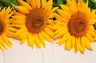 beyaz arkaplanda ayçiçekleri