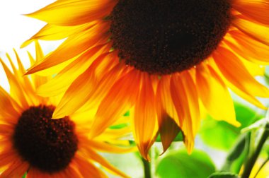 beyaz arkaplanda ayçiçekleri