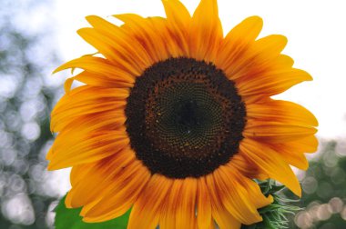 Bahçedeki ayçiçeği