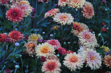 pembe krizantem bahçede büyür