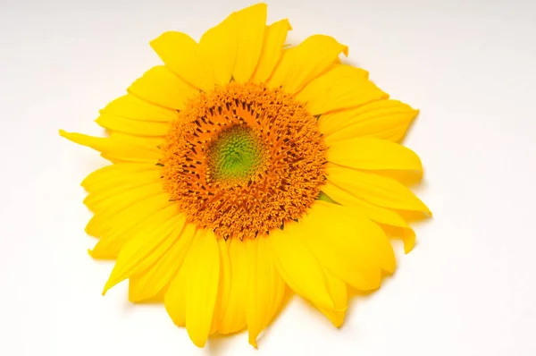 Sunflowers on a white background — Stock Photo, Image