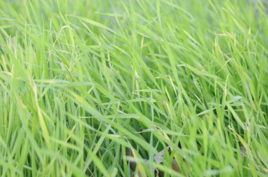 yeşil sulu çim dokusu