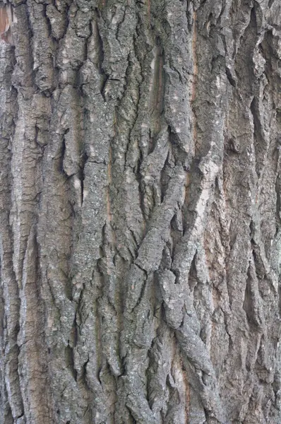 Texture of tree bark — Stock Photo, Image