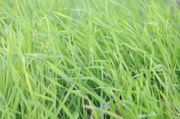 yeşil sulu çim dokusu