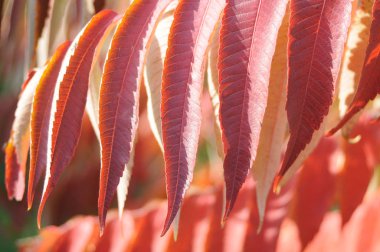 Kırmızı sonbahar yaprakları