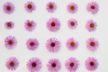 Beyaz arkaplanda pembe çiçekler