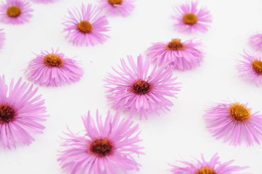 Beyaz arkaplanda pembe çiçekler