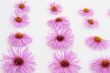 Beyaz arkaplanda pembe çiçekler