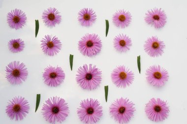 Beyaz arkaplanda pembe çiçekler