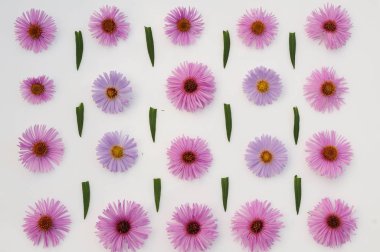 Beyaz arkaplanda pembe çiçekler