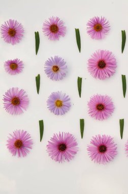 Beyaz arkaplanda pembe çiçekler