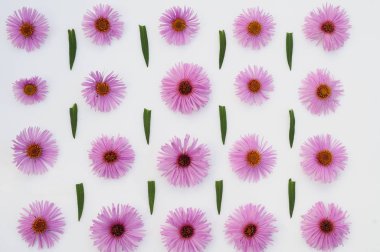 Beyaz arkaplanda pembe çiçekler