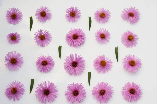 Beyaz arkaplanda pembe çiçekler