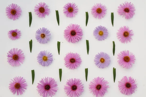 Beyaz arkaplanda pembe çiçekler