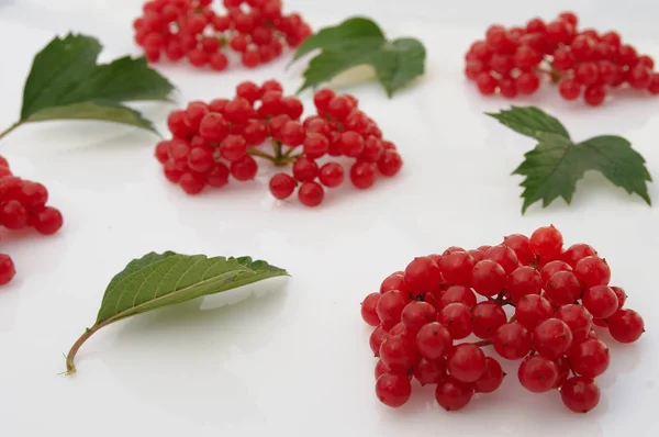 Berries of viburnum on a white background — Stock Photo, Image