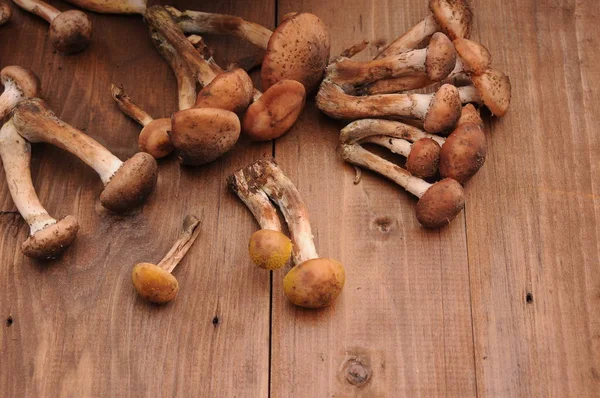 Tahta masadaki mantarlar