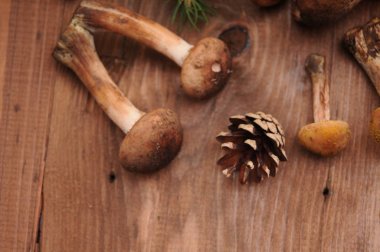 sonbahar natürmort tablo üzerinde mantar