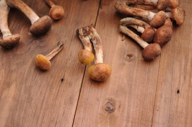 Tahta masadaki mantarlar