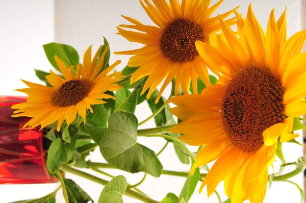 Bright sunflowers on a white background