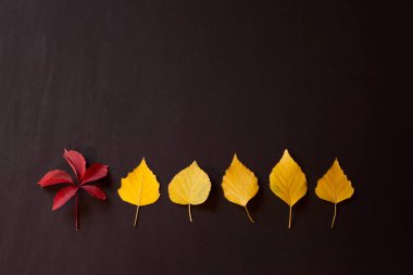 Kırmızı ve sarı sonbahar yaprakları