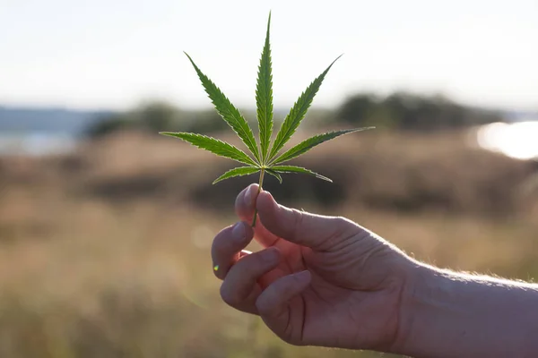 Esrar yaprak tutan el