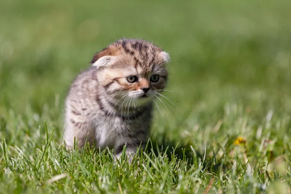 スコティッシュ・フォールド子猫 — ストック写真