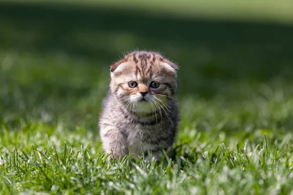 İskoç kedi yavrusu