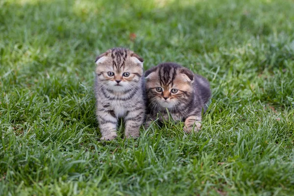 スコティッシュフォールド子猫 — ストック写真