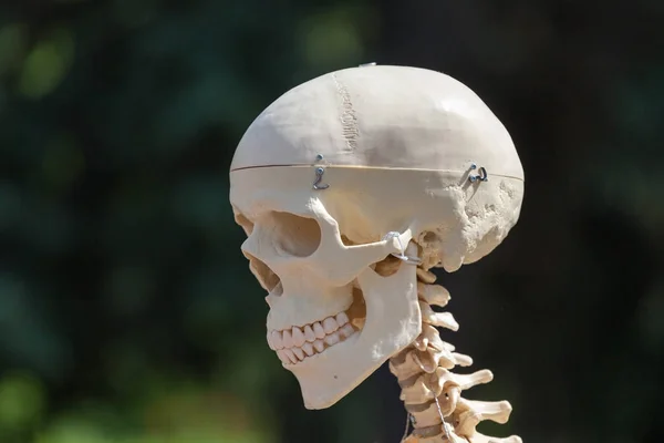 Plastik insan kafatası