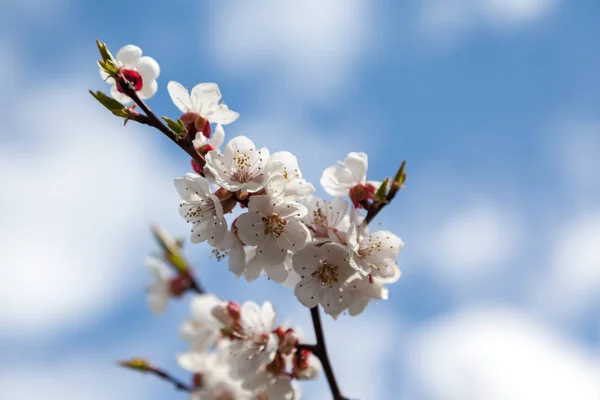 Pobočka kvete bílými květy — Stock fotografie