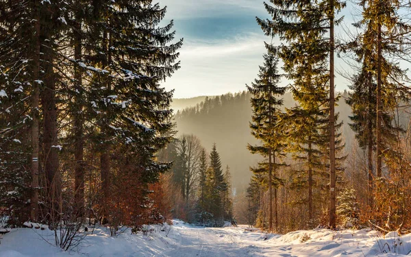 Bir kış sabahı bir orman yolu