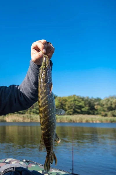 A caught pike — Stock Photo, Image