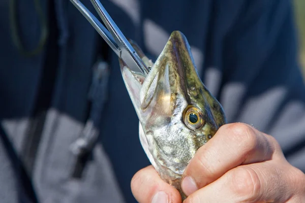 Get a hook from a pike — Stock Photo, Image