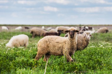 Bir koyun sürüsü çayırda otluyor.
