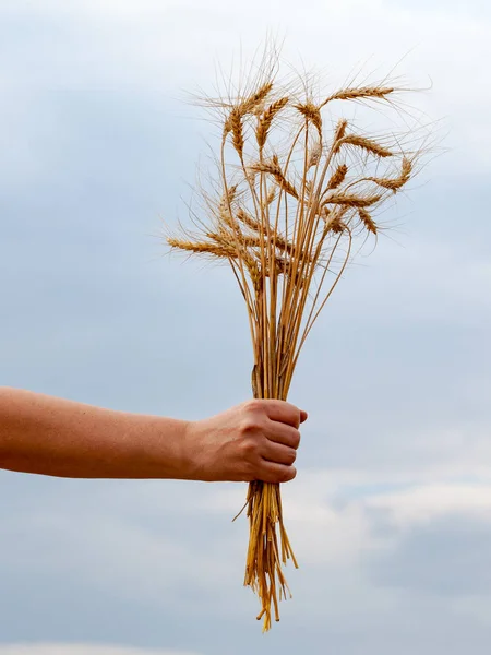 Um monte de trigo dourado numa mão — Fotografia de Stock