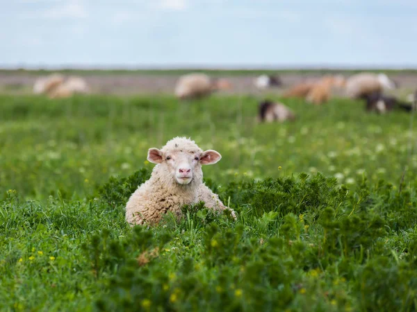 Ovelhas no prado — Fotografia de Stock