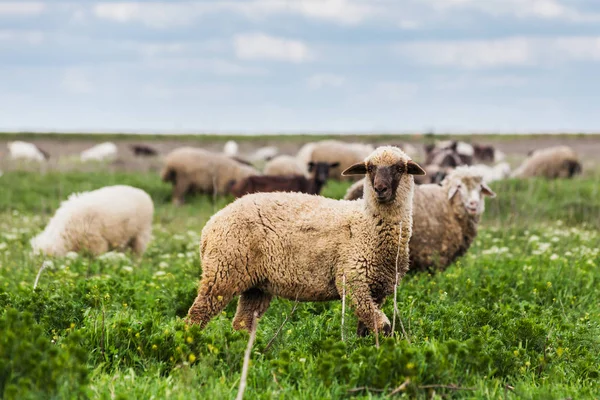 Um rebanho de ovelhas pastando no prado — Fotografia de Stock
