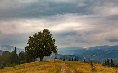Dağlarda büyük bir yalnız ağacı