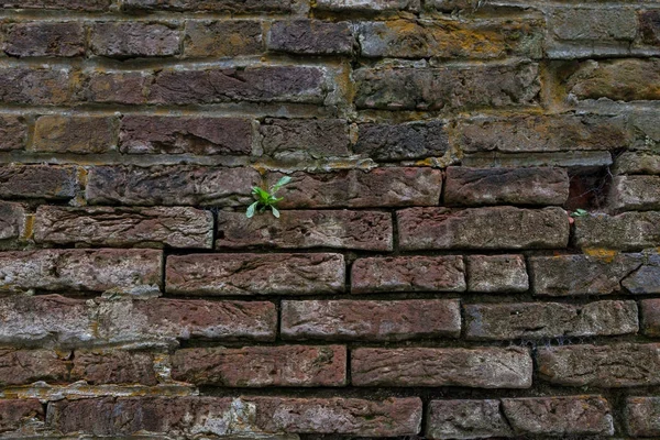 Un brote verde en una pared de ladrillo rojo —  Fotos de Stock