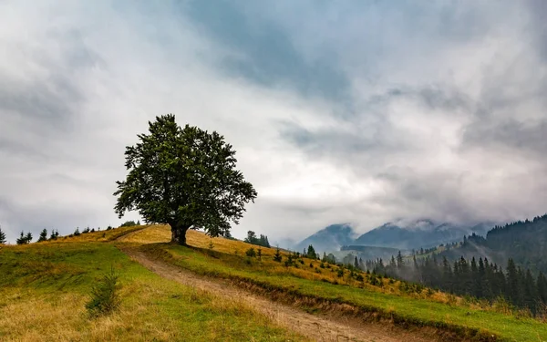 Osamělý velký strom na straně silnice — Stock fotografie