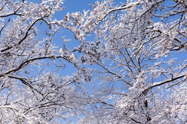 kar kaplı şubeleri