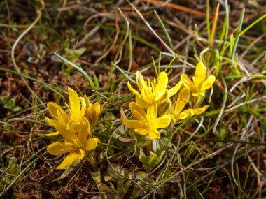 vahşi sarı campanula'lar