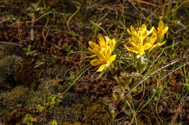 vahşi sarı campanula'lar