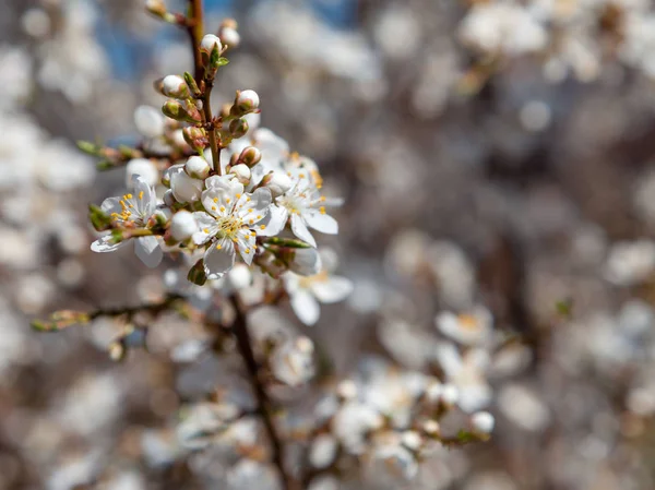 White blossom tree — Stock Photo, Image