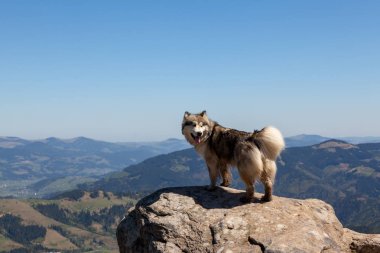 Dağlarda Husky köpek