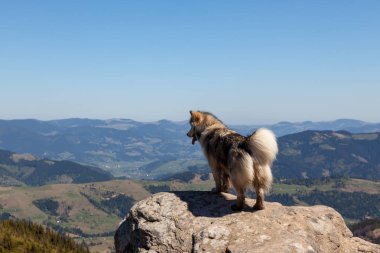 Dağlarda Husky köpek