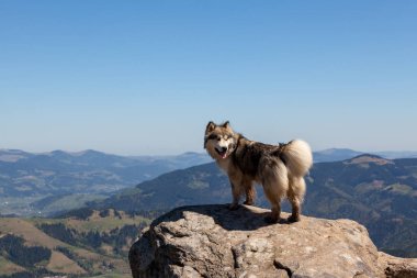 Dağlarda Husky köpek